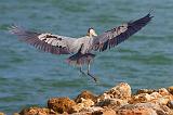 Heron Landing_34204